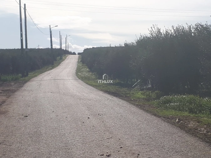 Terreno Agricola ou Rústico para Venda em Almoster Foto 2