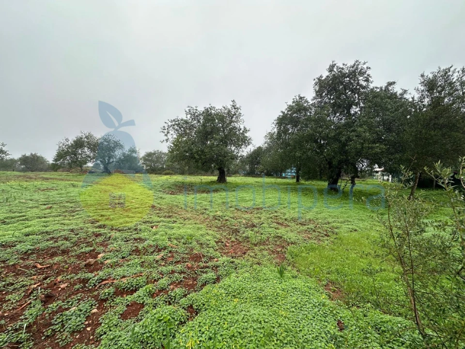 Terreno para Venda em Ferreiras Foto 1