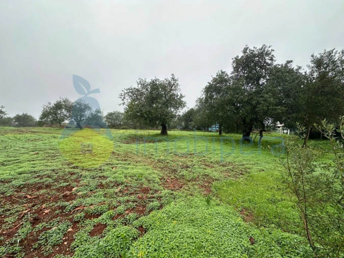 Terreno para Venda em Ferreiras