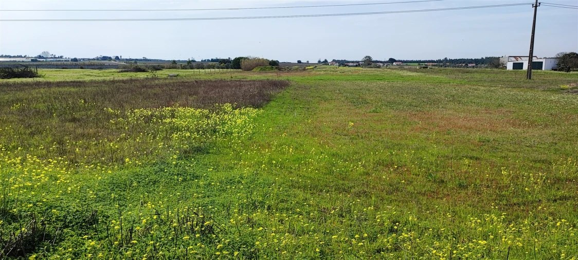 Terreno para Venda em Canha Foto 8