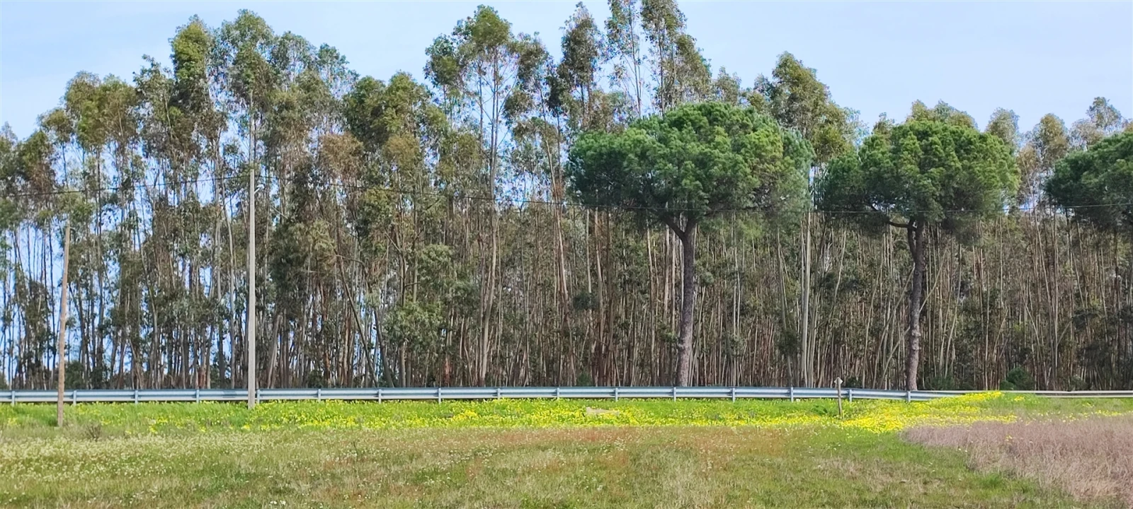 Terreno para Venda em Canha Foto 11