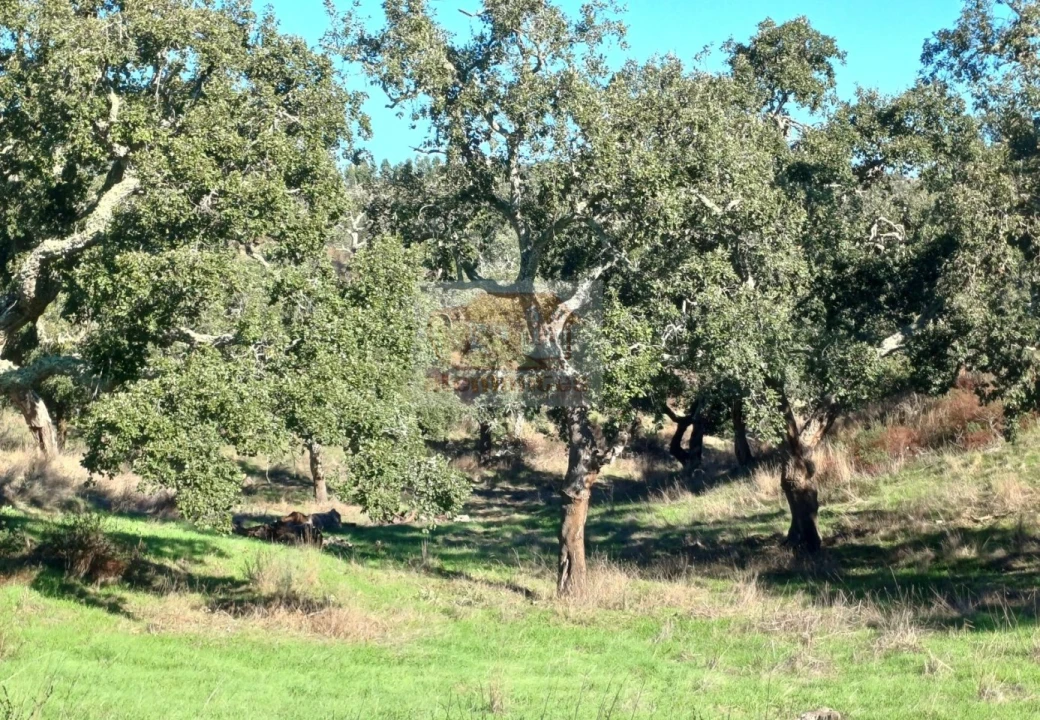 Terreno Agricola ou Rústico para Venda em São Francisco da Serra Foto 1