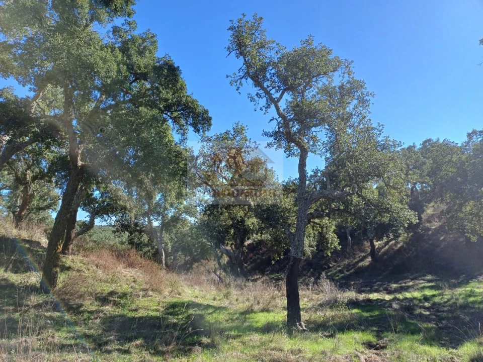 Terreno Agricola ou Rústico para Venda em São Francisco da Serra Foto 6