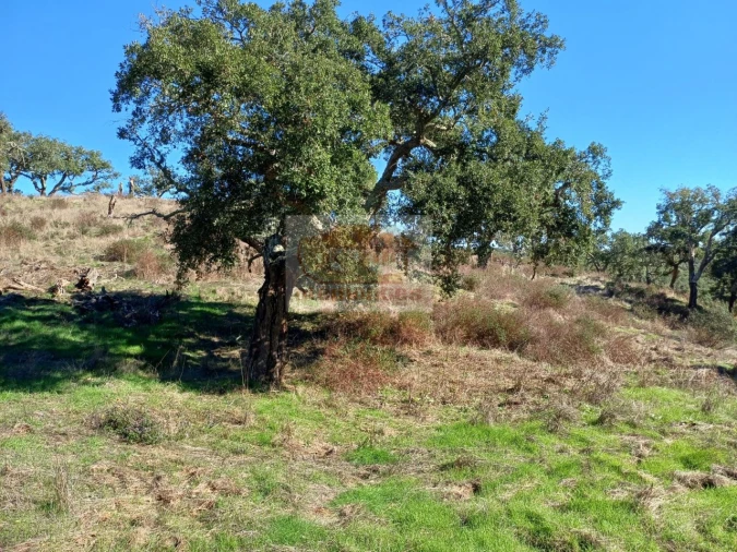 Terreno Agricola ou Rústico para Venda em São Francisco da Serra Foto 9