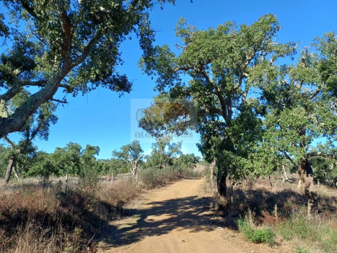 Terreno Agricola ou Rústico para Venda em São Francisco da Serra Foto 11