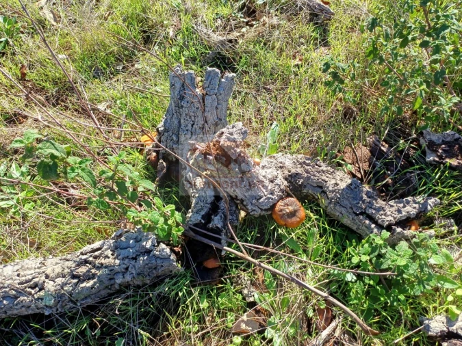 Terreno Agricola ou Rústico para Venda em São Francisco da Serra Foto 12