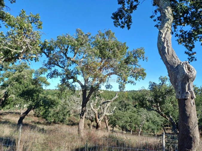 Terreno Agricola ou Rústico para Venda em São Francisco da Serra Foto 14