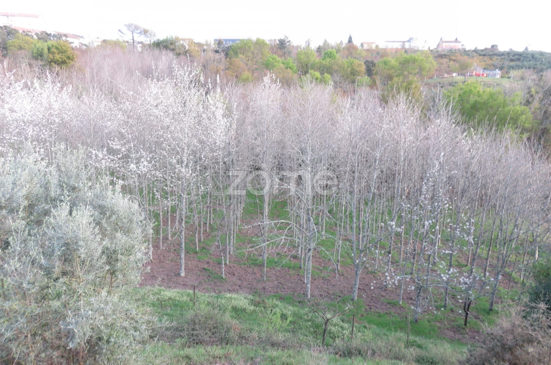 Quinta T6 para Venda em Nogueira do Cravo Foto 4