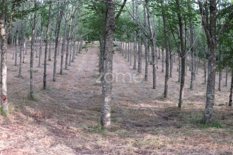 Quinta T6 para Venda em Nogueira do Cravo Foto 5