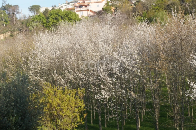 Quinta T6 para Venda em Nogueira do Cravo Foto 22