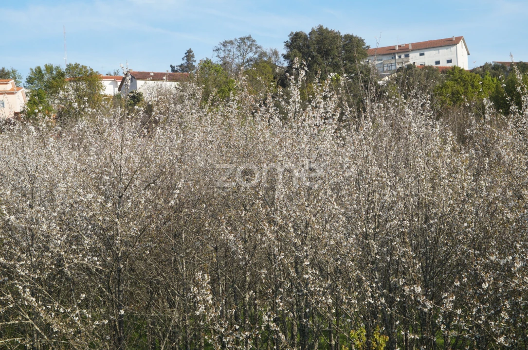 Quinta T6 para Venda em Nogueira do Cravo Foto 6