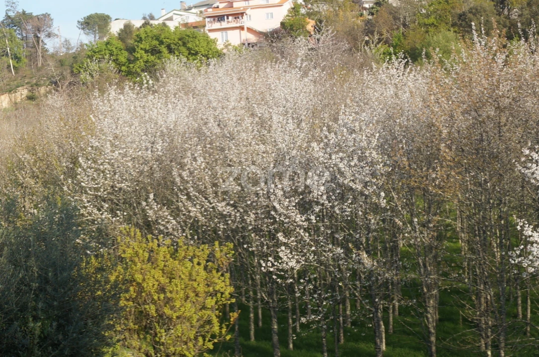Quinta T6 para Venda em Nogueira do Cravo Foto 22