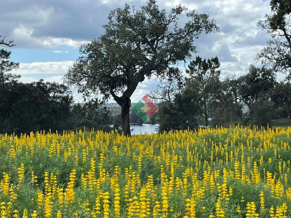 Terreno Agricola ou Rústico para Venda em Montargil Foto 1