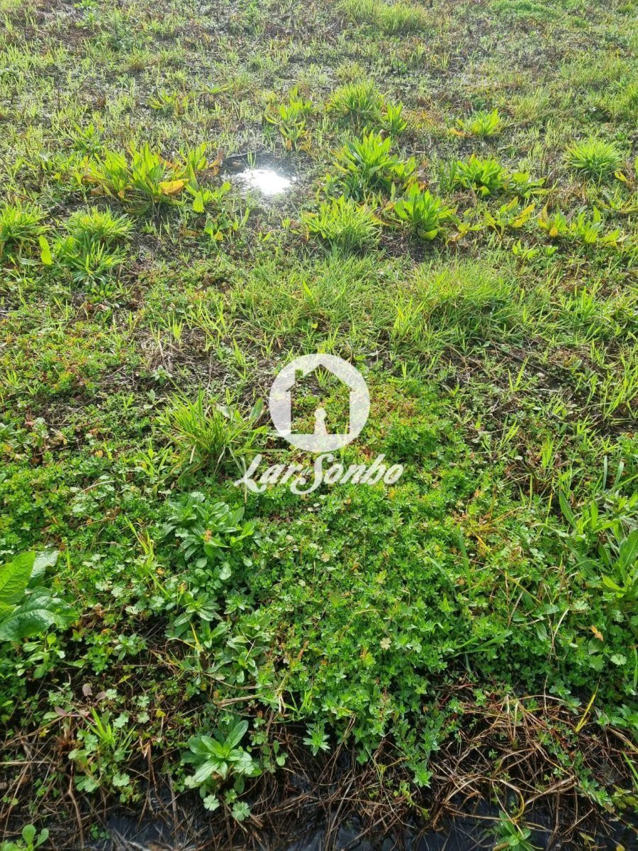 Terreno para Venda em Gemeses Foto 7