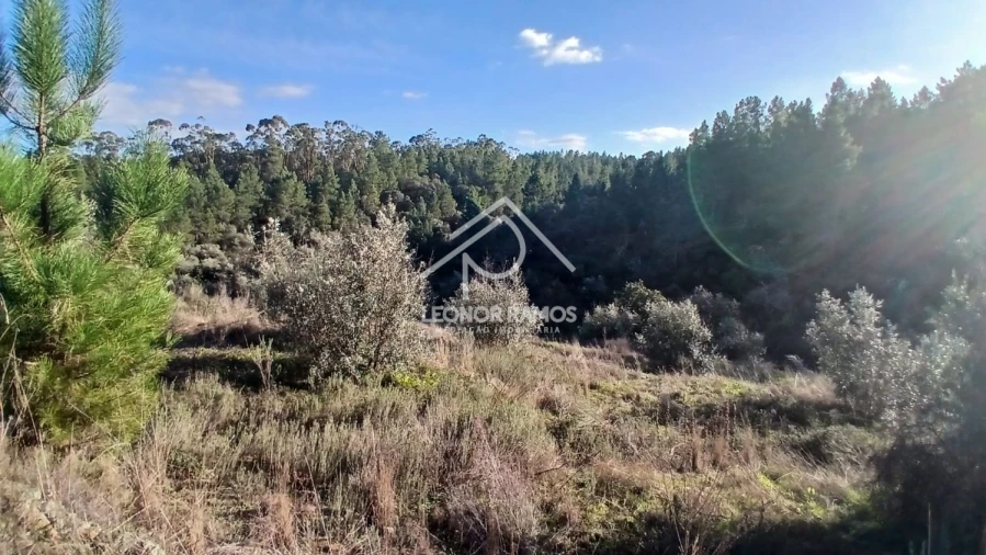 Terreno para Venda em Escalos de Baixo e Mata Foto 5