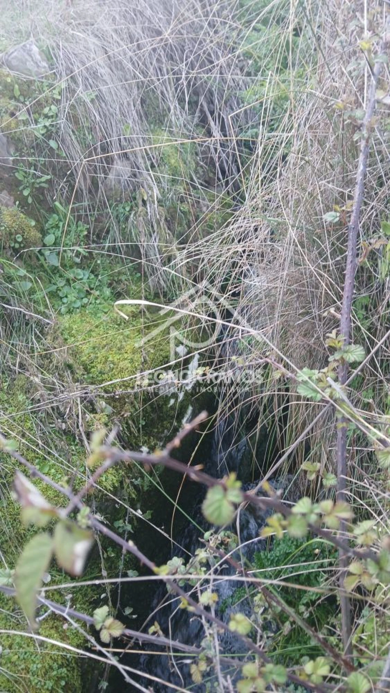 Terreno para Venda em Escalos de Baixo e Mata Foto 13