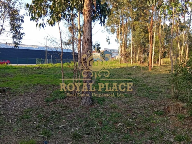 Terreno para Venda em Santa Maria de Lamas Foto 14