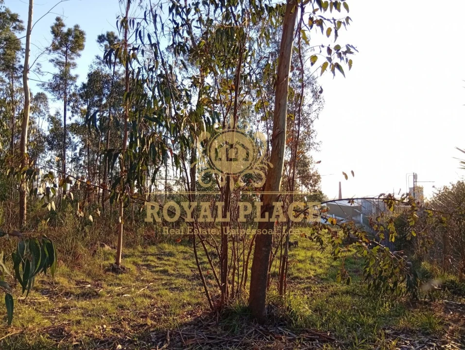 Terreno para Venda em Santa Maria de Lamas Foto 17