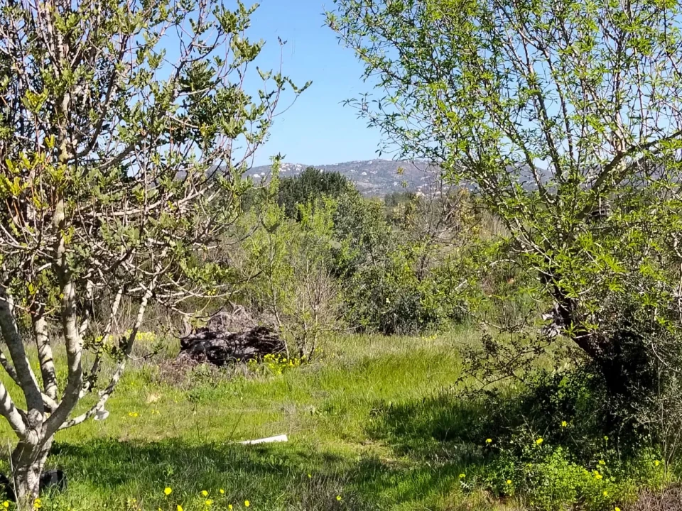 Terreno para Venda em Conceição e Estoi Foto 1