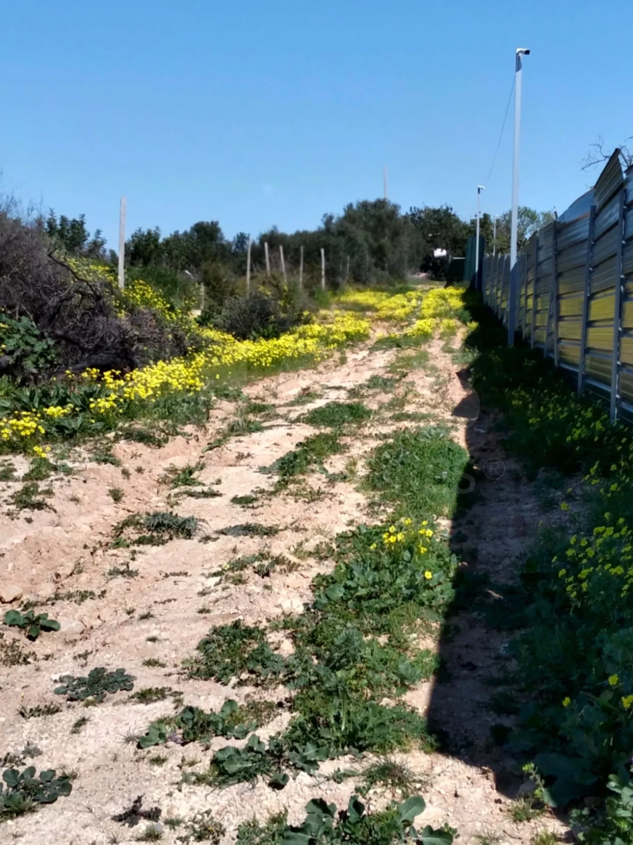 Terreno para Venda em Conceição e Estoi Foto 2