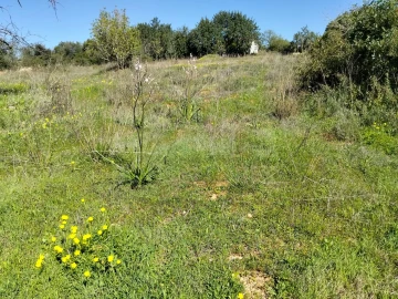 Terreno para Venda em Conceição e Estoi