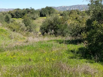 Terreno para Venda em Conceição e Estoi