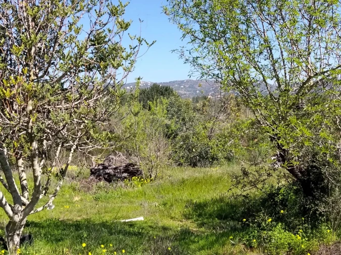Terreno para Venda em Conceição e Estoi Foto 9