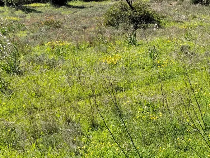 Terreno para Venda em Conceição e Estoi Foto 7