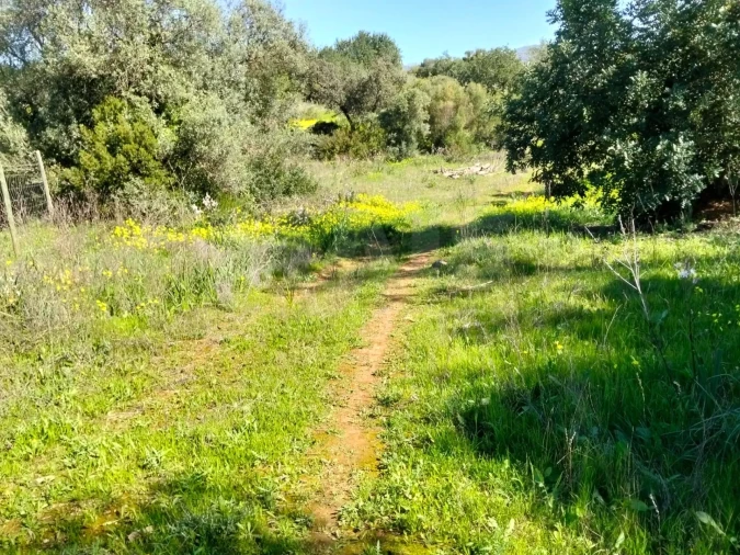 Terreno para Venda em Conceição e Estoi Foto 2