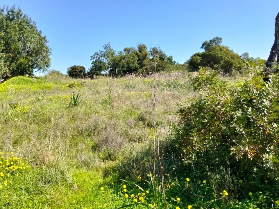 Terreno para Venda em Conceição e Estoi Foto 6