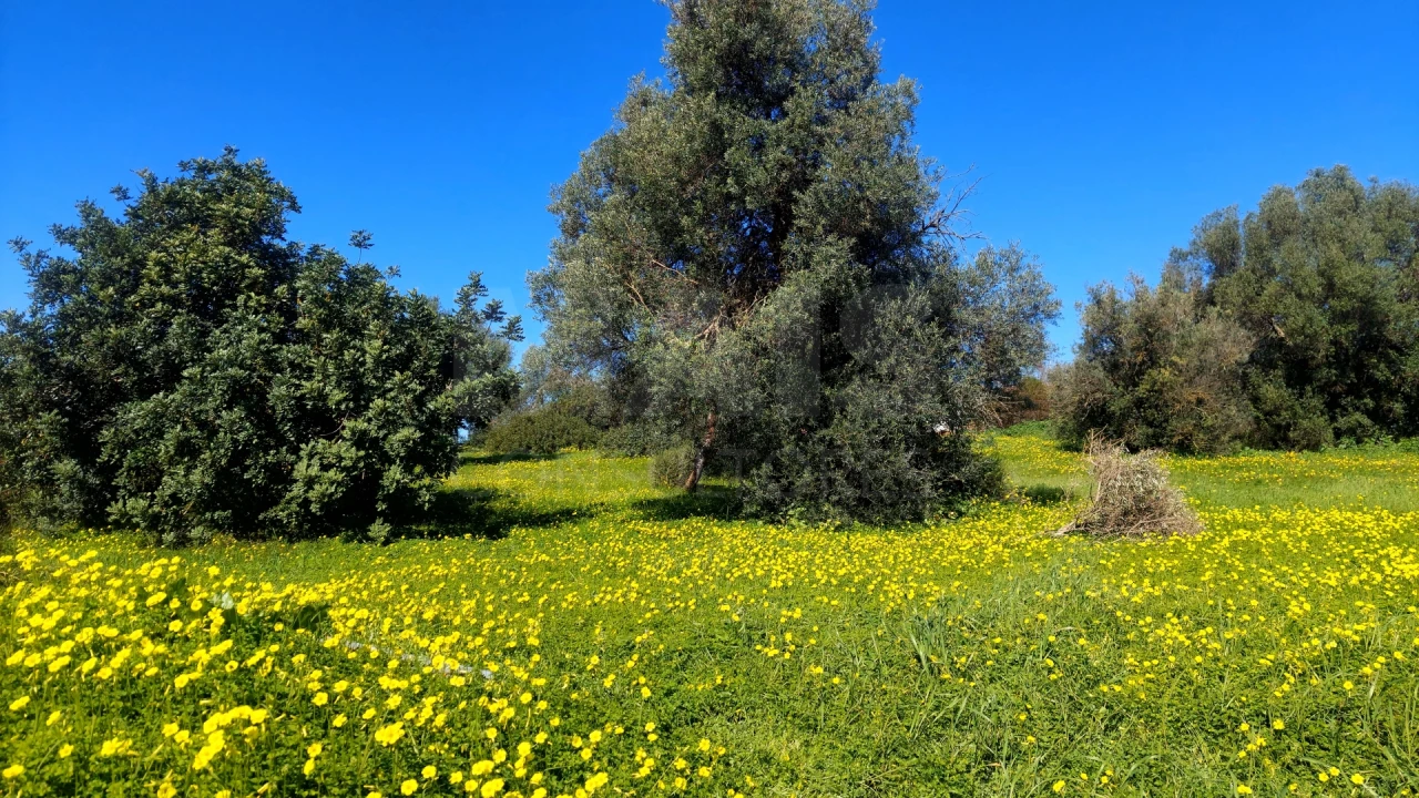 Terreno para Venda em Pechão Foto 3