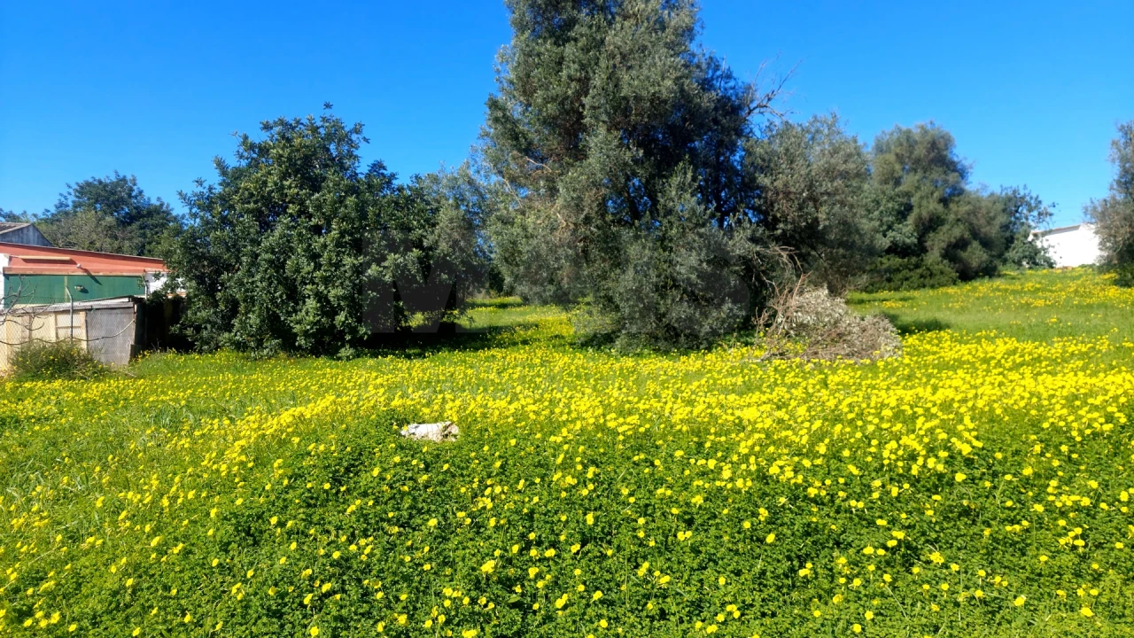Terreno para Venda em Pechão Foto 4