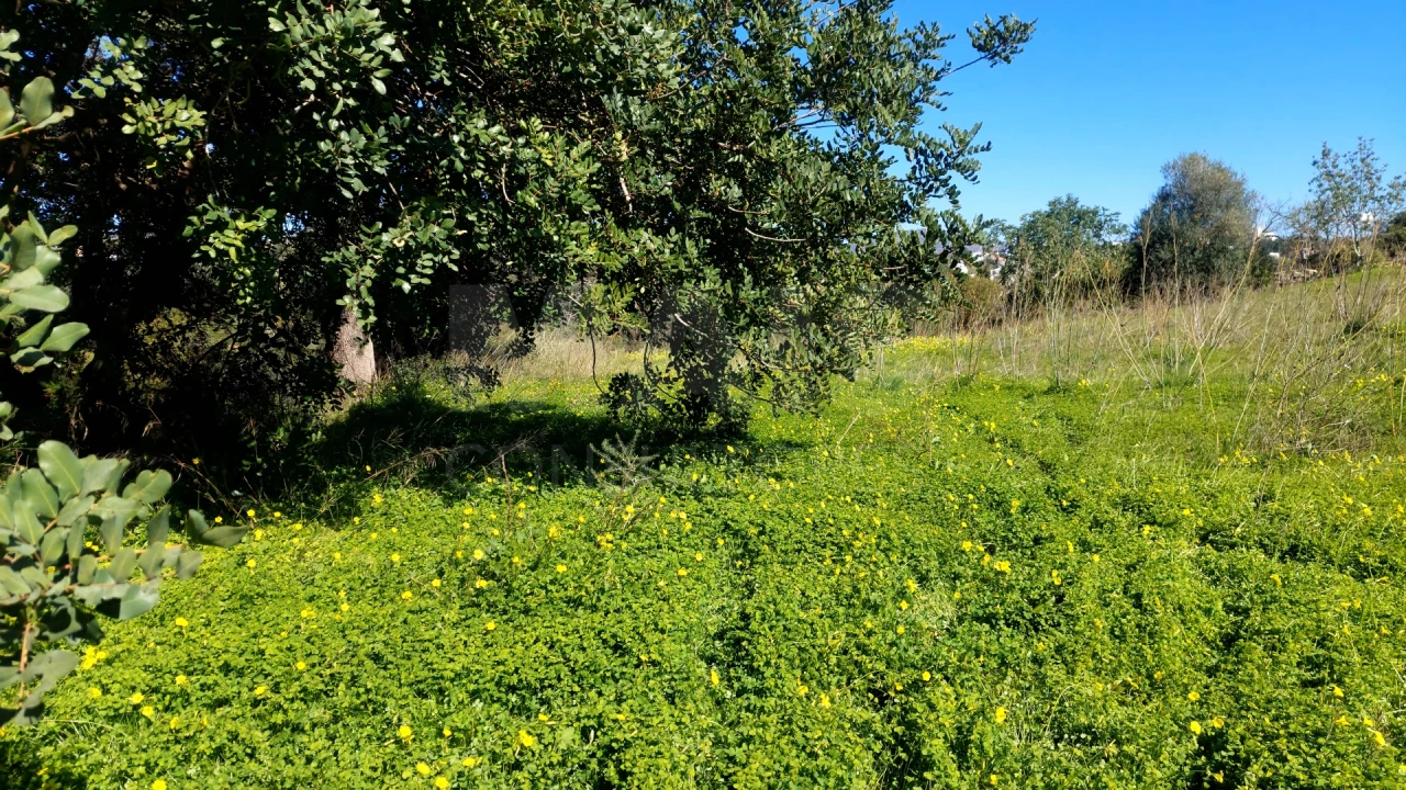 Terreno para Venda em Pechão Foto 3
