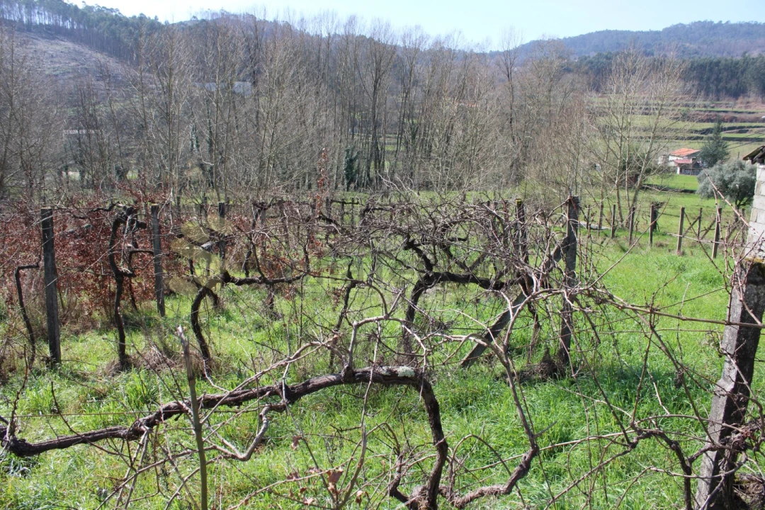 Terreno Agricola ou Rústico para Venda em Vila Boa de Quires e Maureles Foto 13