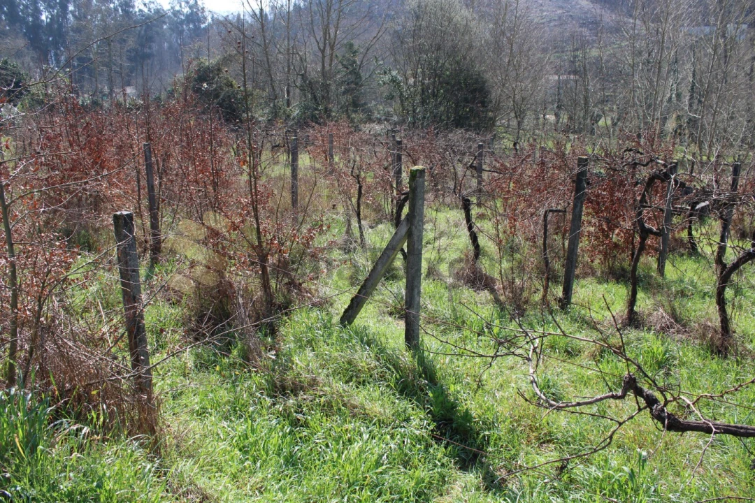 Terreno Agricola ou Rústico para Venda em Vila Boa de Quires e Maureles Foto 14