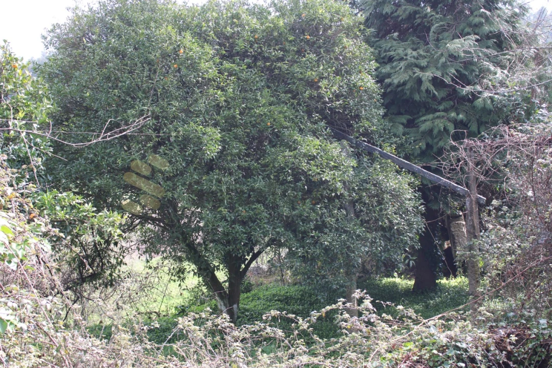 Moradia T6 para Venda em Vila Boa de Quires e Maureles Foto 31