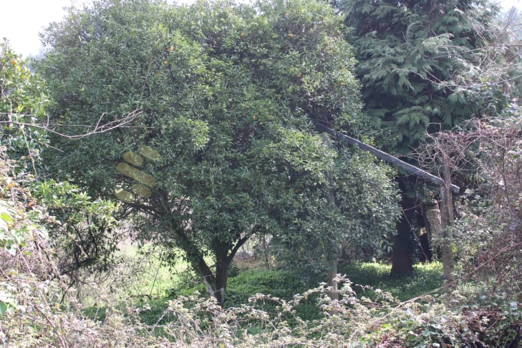 Moradia T6 para Venda em Vila Boa de Quires e Maureles Foto 31