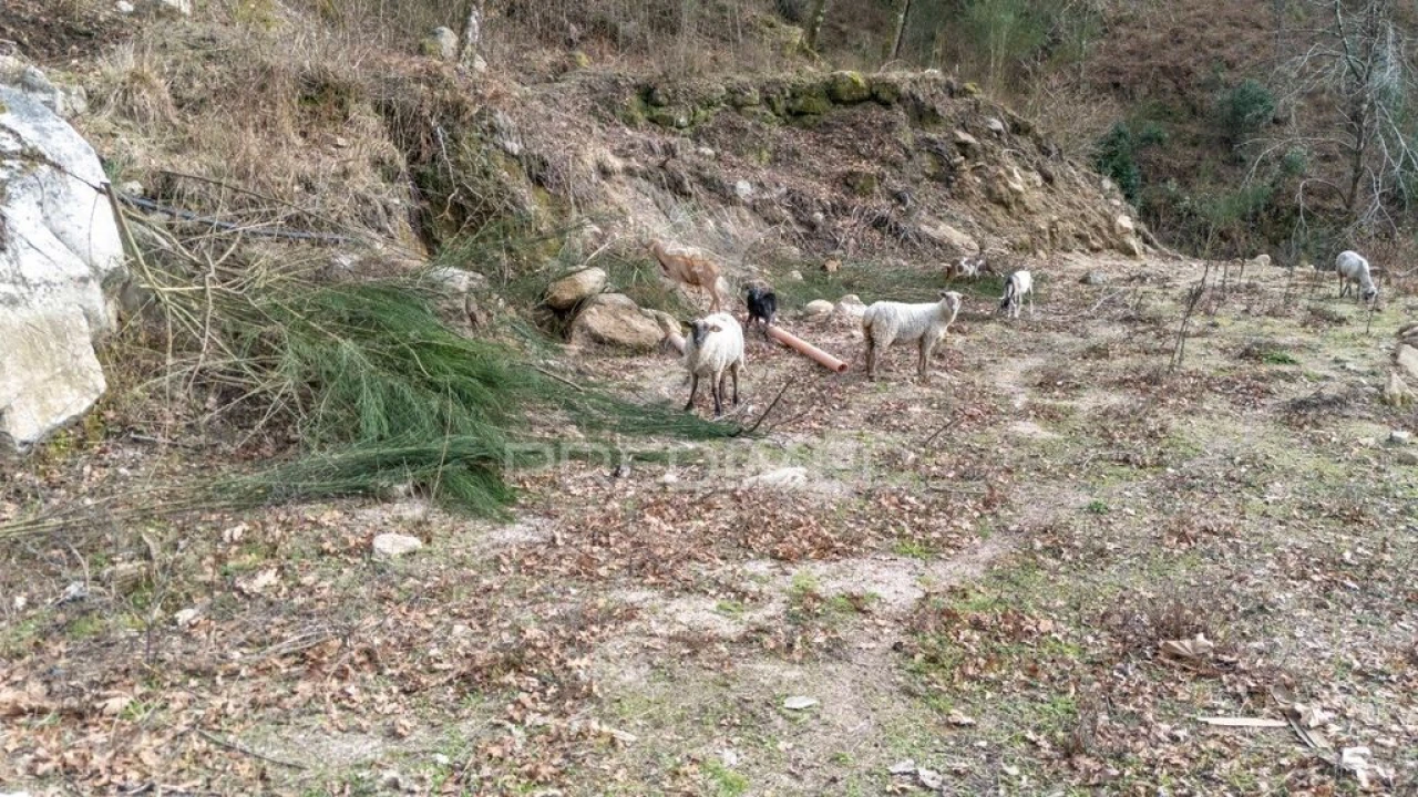 Terreno para Venda em Chamoim e Vilar Foto 16