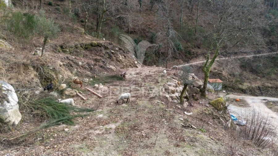 Terreno para Venda em Chamoim e Vilar Foto 14