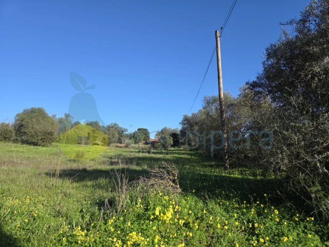 Terreno Agricola ou Rústico para Venda em Paderne