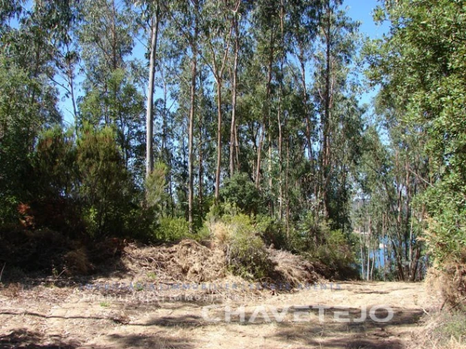 Terreno Agricola ou Rústico para Venda em Serra e Junceira Foto 4