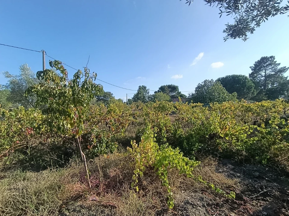 Armazém para Venda em Sardoal Foto 39