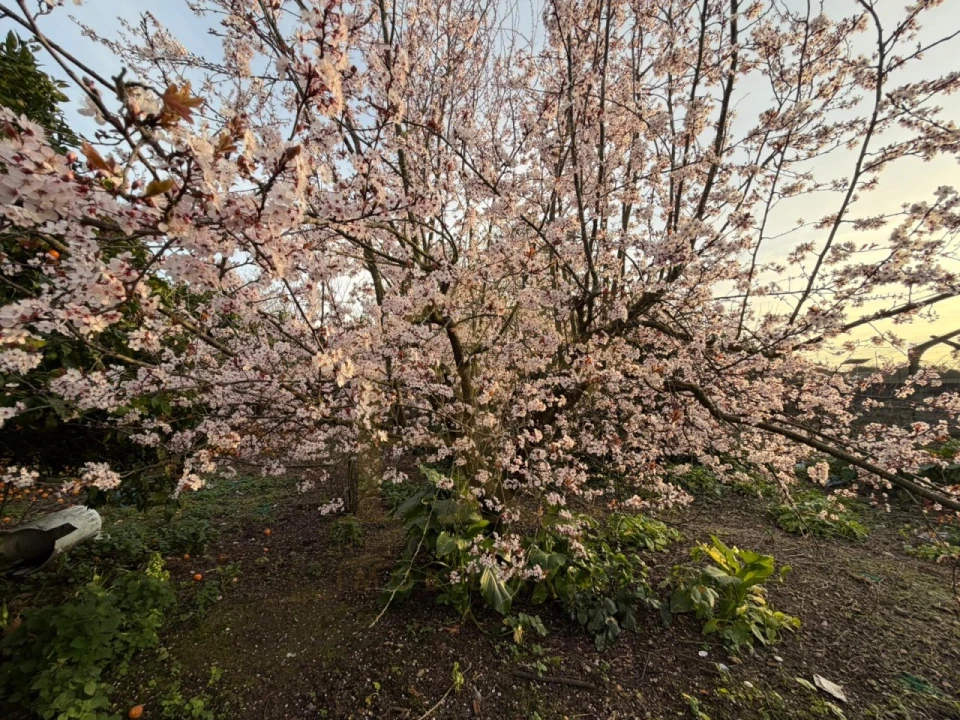 Moradia para Venda em Junqueira Foto 35