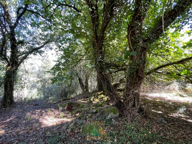 Quinta para Venda em Montaria Foto 15