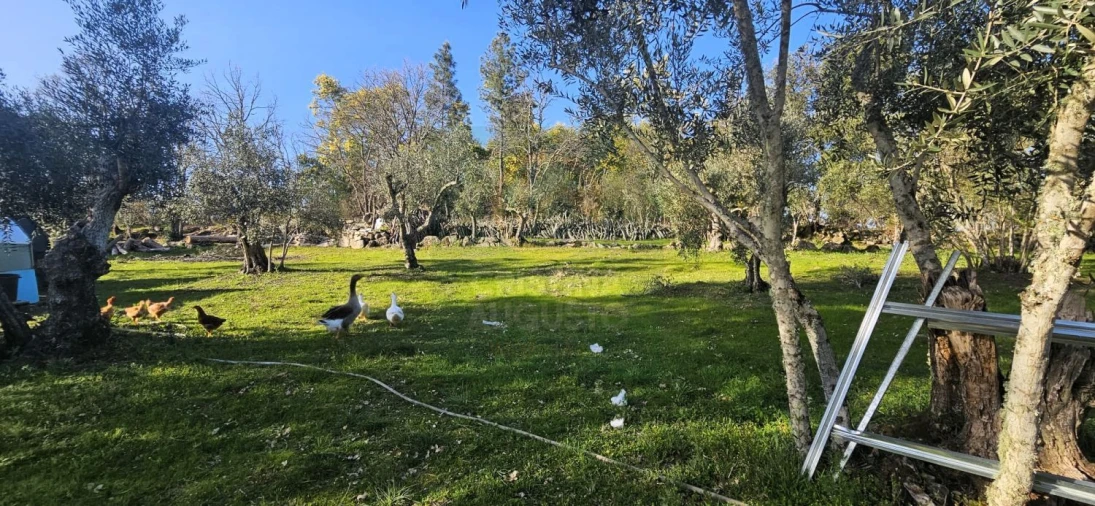 Terreno para Venda em Póvoa de Rio de Moinhos e Cafede Foto 48