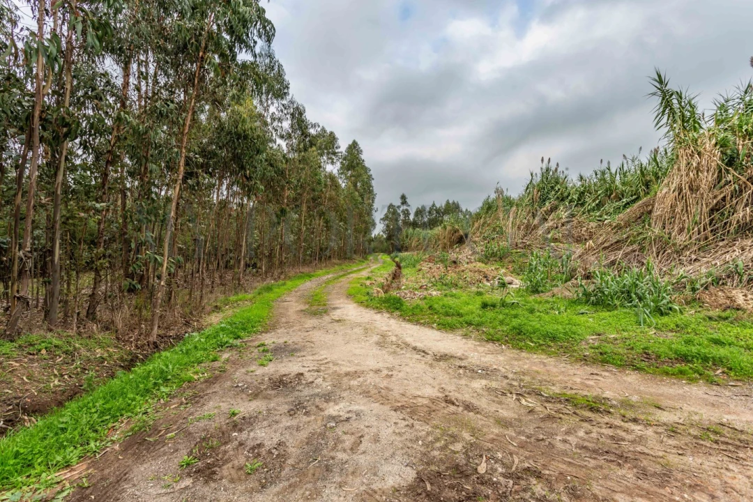 Terreno Comércio / Armazém para Venda em Mira Foto 4