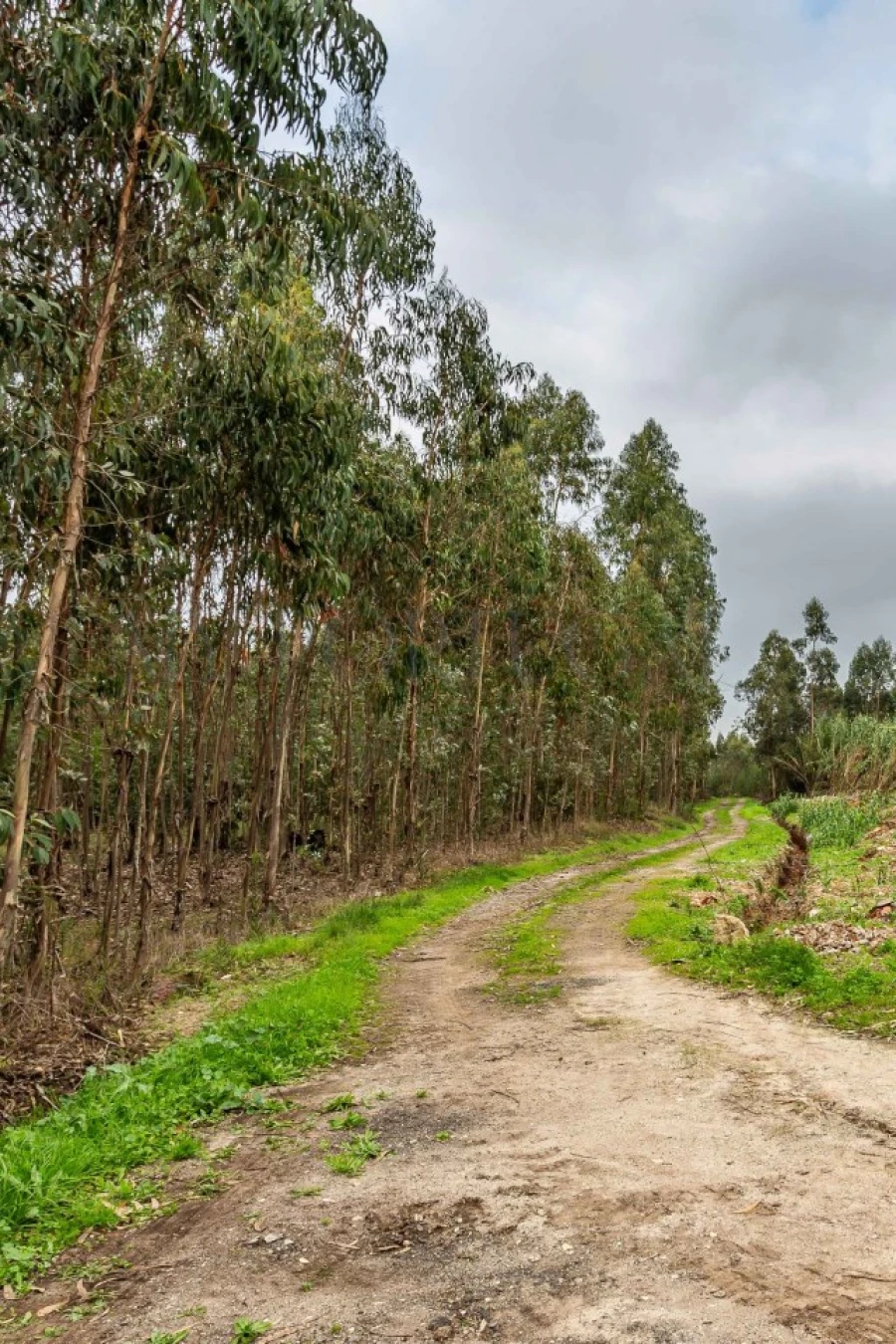 Terreno Comércio / Armazém para Venda em Mira Foto 27