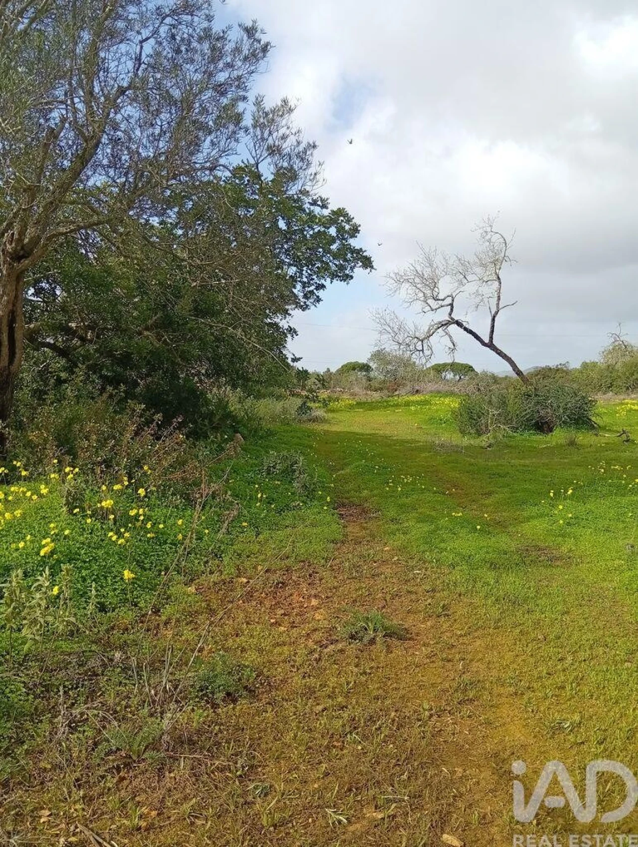 Terreno para Venda em Conceição e Estoi Foto 6