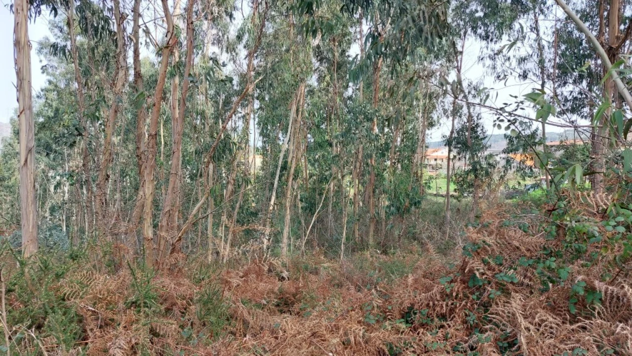 Terreno para Venda em Caniçada e Soengas Foto 10