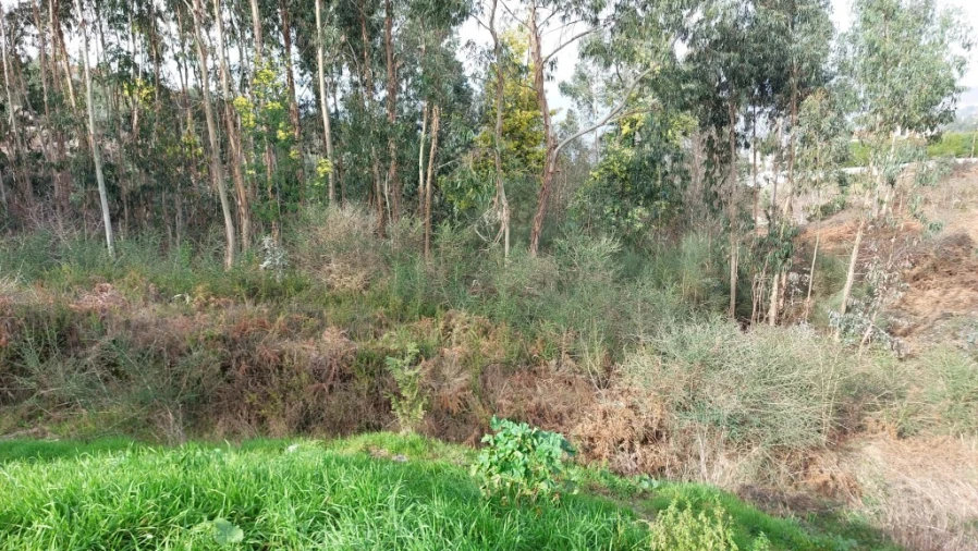 Terreno para Venda em Caniçada e Soengas Foto 12